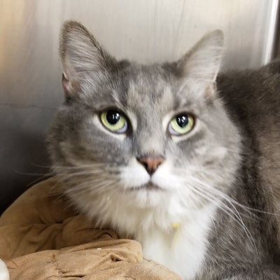 close up grey cat with a white note